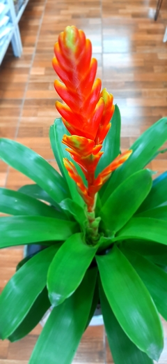 VRIESIA, BROMELIA