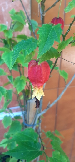 ABUTILON O FAROLITO CHINO