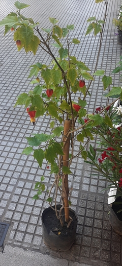 ABUTILON O FAROLITO CHINO - comprar online