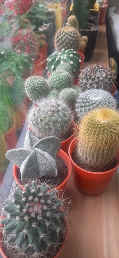 CACTUS DE COLECCION