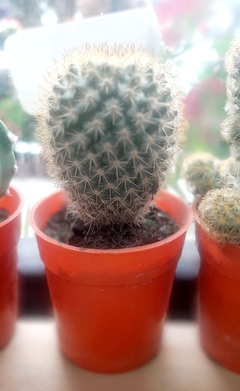 CACTUS DE COLECCION en internet