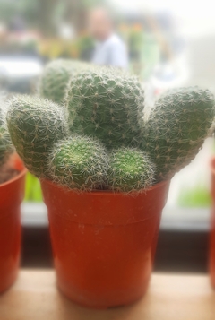 CACTUS DE COLECCION - comprar online