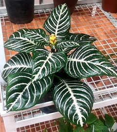 APHELANDRA O AFELANDRA