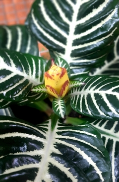 APHELANDRA O AFELANDRA en internet