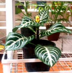 APHELANDRA O AFELANDRA - comprar online