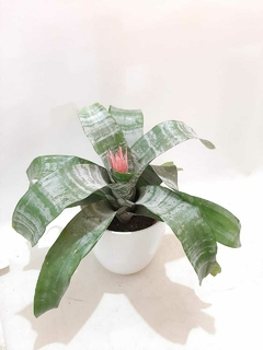 AECHMEA FASCIATA (BROMELIA) - comprar online