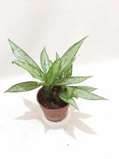 AGLAONEMA SILVER QUEEN M15