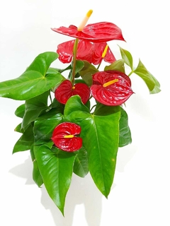 ANTURIO ESPECIAL (ANTHURIUM)