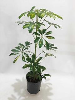 ARALIA VARIEGADA