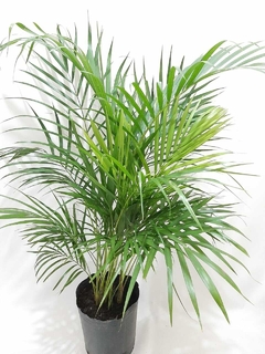 ARECA 10L