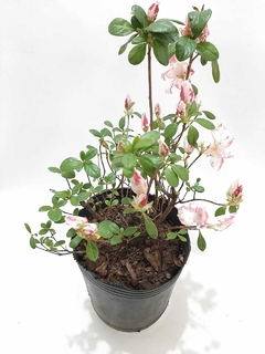 AZALEA DOBLE - comprar online