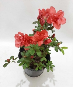 AZALEA DOBLE