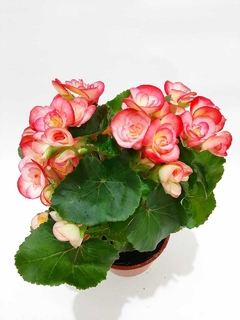 BEGONIA DE LA PAZ