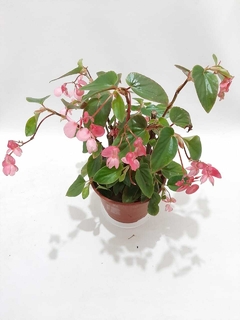 BEGONIA PANAMERICANA