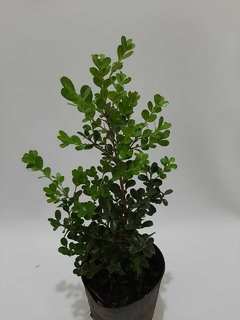 BUXUS O BOJ - comprar online