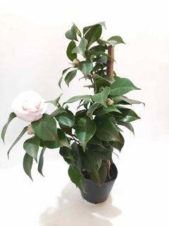 CAMELIA JAPONICA - comprar online