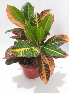 CROTON HIBRIDO