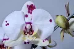 ORQUÍDEA PHALEANOPSIS - comprar online