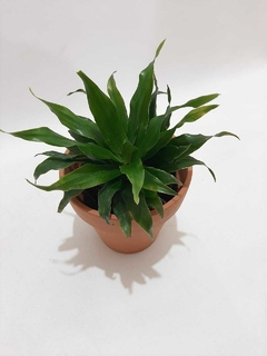 DRACENA JANET CRAIG M12