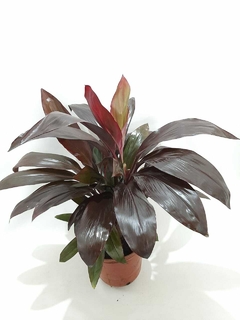 DRACENA RUBRA