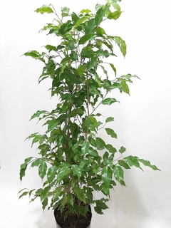 FICUS BENJAMINA