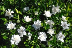 GARDENIA AUGUSTA O JAZMIN DEL CABO INJERTADO