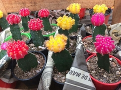 CACTUS INJERTADO COLOR - comprar online