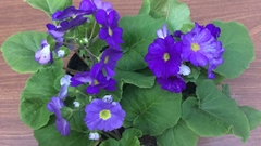 PRIMULA OBCONICA - comprar online