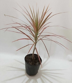 DRACENA MARGINATA TRICOLOR