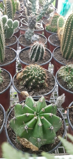 CACTUS M08 - comprar online