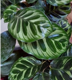 CALATHEA MACOYANA