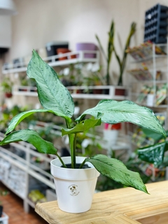 AGLAONEMA