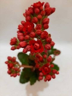 KALANCHOE