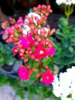 KALANCHOE - comprar online