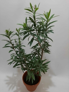 LAUREL DE FLOR O LAUREL DE JARDIN - comprar online