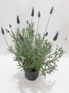 LAVANDA DENTADA