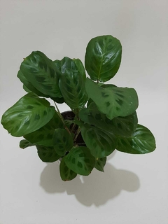 MARANTA KERCHOVIANA