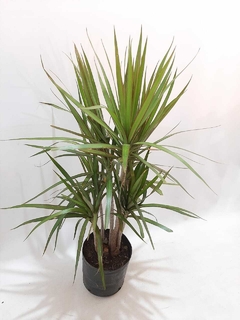 DRACENA MARGINATA VARIAS CABEZAS M27