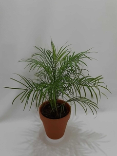 PALMERA PHOENIX