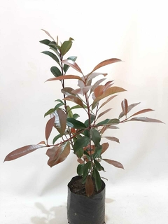 PHOTINIA FRASSERI