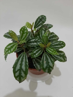 PILEA