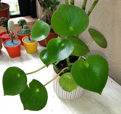 PILEA PEPEROMOIDES