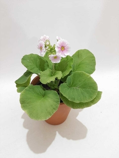 PRIMULA OBCONICA - tienda online