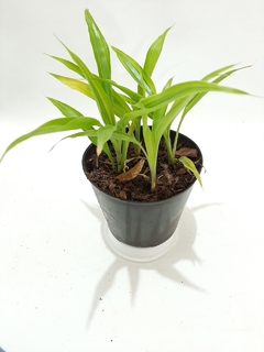 DRACENA SANDERIANA