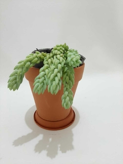 SEDUM