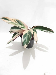 CALATHEA STROMANTHE TRICOLOR