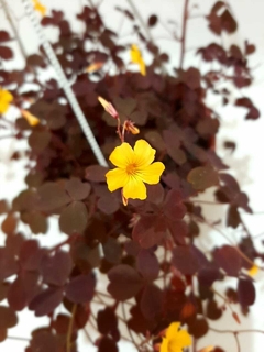 OXALIS O TREBOL AFRICANO