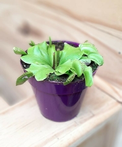 CARNIVORA VENUS FLYTRAP O ATRAPAMOSCAS - comprar online