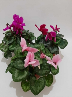 VIOETA DE LOS ALPES O CYCLAMEN