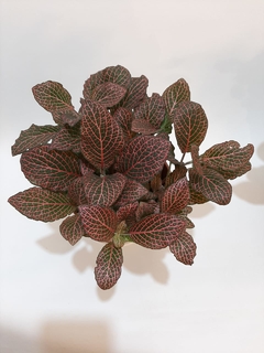 FITTONIA ( FITONIA) en internet